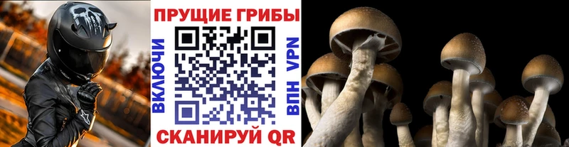 Галлюциногенные грибы Psilocybine cubensis Находка